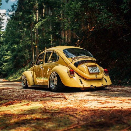 Masayoshi Y' Beetle