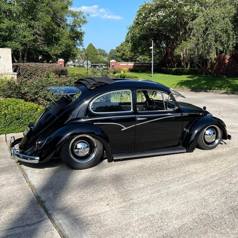 Wallace W' Beetle