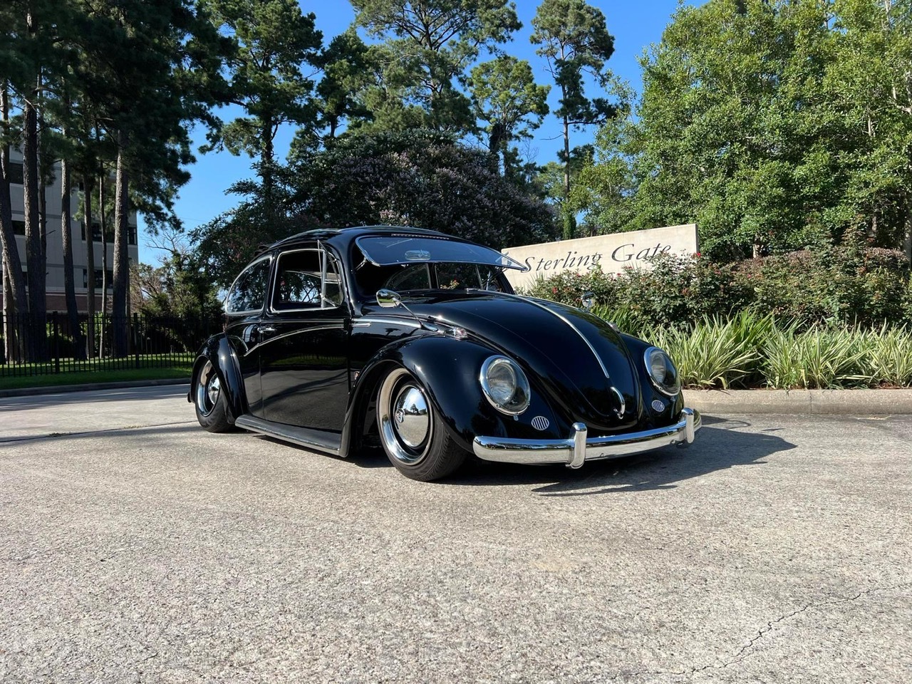 Wallace W' Beetle