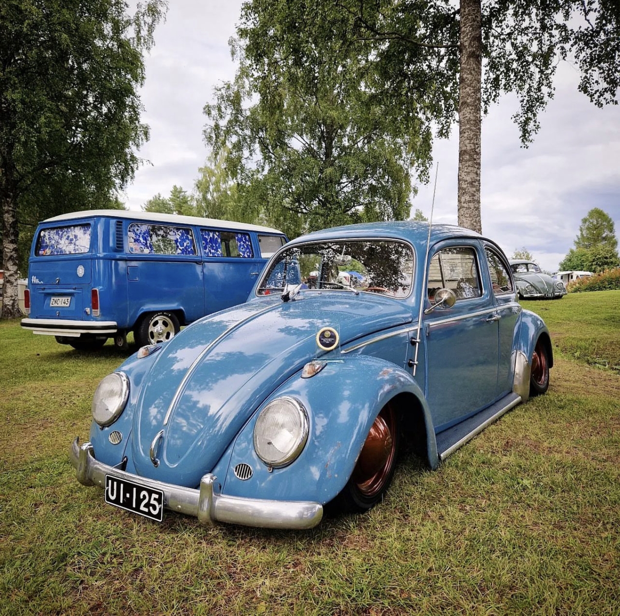 Paavola' Beetle