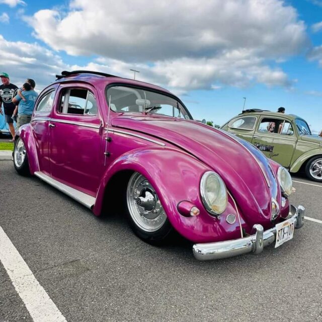 Pink Beetle