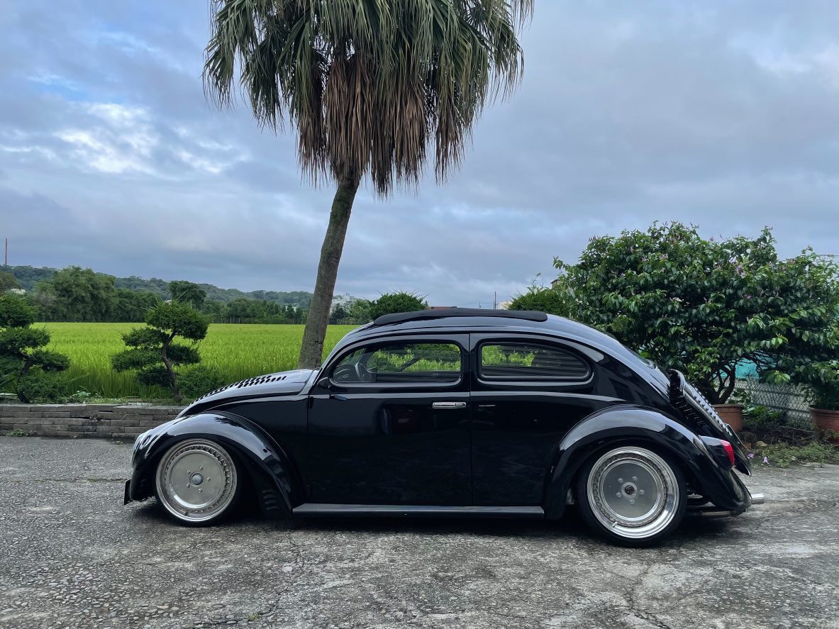 Tomes' Beetle